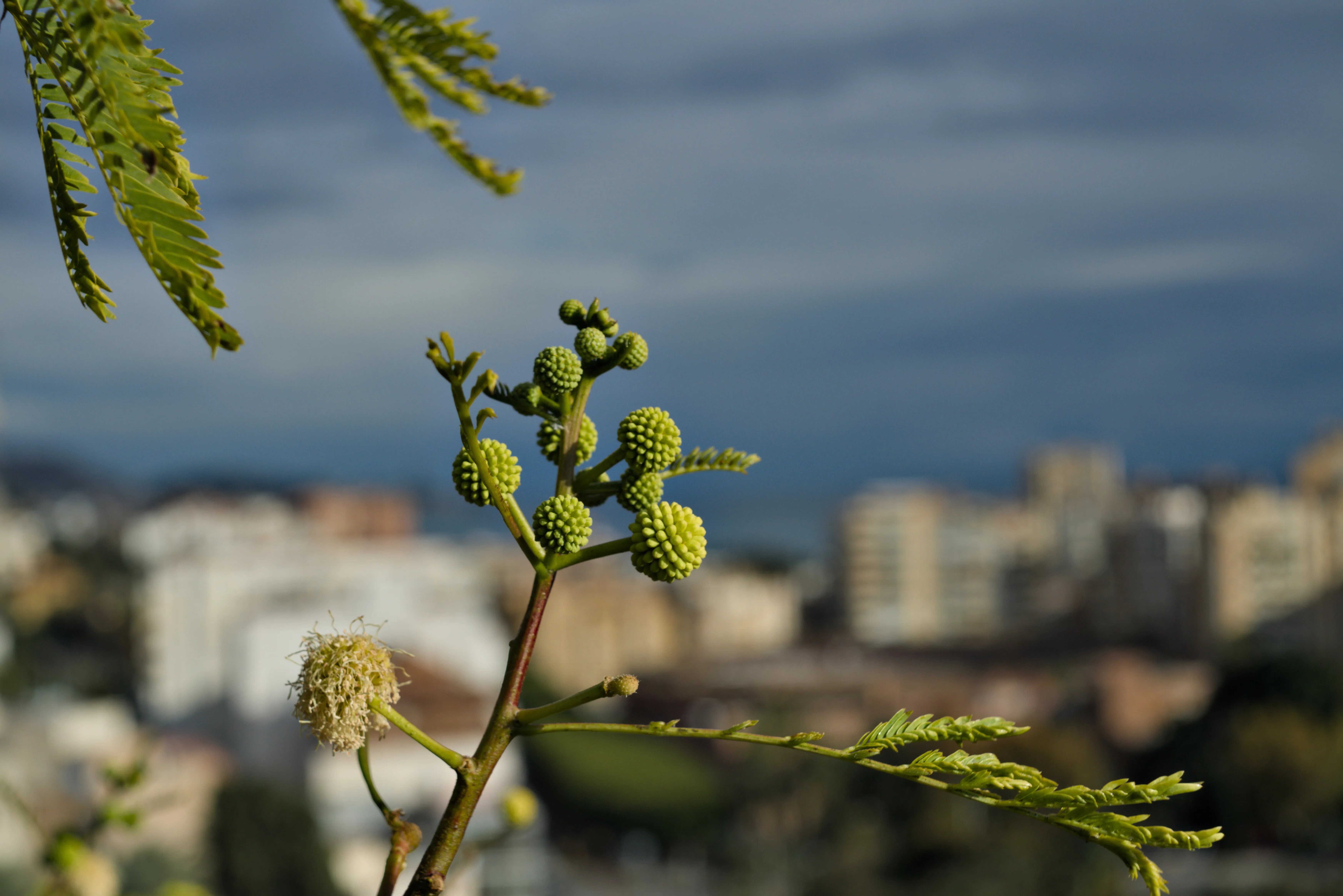 Meyer-Optik Görlitz Primagon 35mm f4.5 (M42) - _I4A7292.webp